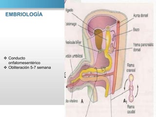 EMBRIOLOGÍA

 Conducto
onfalomesentérico
 Obliteración 5-7 semana

 