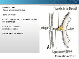 ANOMALIAS:
-fistula onfalomesentérica
-seno umbilical
-cordón fibroso que conecta el intestino
con el ombligo
-quiste del conducto
onfalomesentérico
-Divertículo de Meckel

 