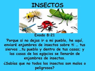 INSECTOS
Éxodo 8:21
‘Porque si no dejas ir a mi pueblo, he aquí,
enviaré enjambres de insectos sobre ti … tus
siervos …tu pueblo y dentro de tus casas; y
las casas de los egipcios se llenarán de
enjambres de insectos.
¿Sabías que no todos los insectos son malos o
peligrosos?
 