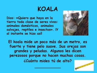 KOALA
El koala mide un poco más de un metro, es
fuerte y tiene pelo suave. Sus orejas son
grandes y peludas. Algunos les dicen
perezosos porque no hacen muchas cosas.
¿Cuánto mides tú de alto?
___________
Dios: «Quiero que haya en la
tierra toda clase de seres vivos:
animales domésticos, animales
salvajes, reptiles e insectos». ¡Y
al instante se hizo así!
 