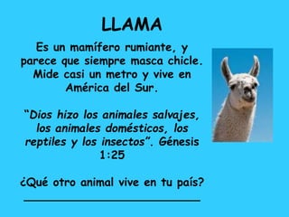 Es un mamífero rumiante, y
parece que siempre masca chicle.
Mide casi un metro y vive en
América del Sur.
“Dios hizo los animales salvajes,
los animales domésticos, los
reptiles y los insectos”. Génesis
1:25
¿Qué otro animal vive en tu país?
_________________________
LLAMA
 