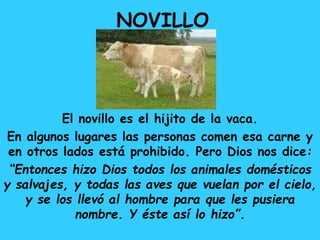 NOVILLO
El novillo es el hijito de la vaca.
En algunos lugares las personas comen esa carne y
en otros lados está prohibido. Pero Dios nos dice:
“Entonces hizo Dios todos los animales domésticos
y salvajes, y todas las aves que vuelan por el cielo,
y se los llevó al hombre para que les pusiera
nombre. Y éste así lo hizo”.
 