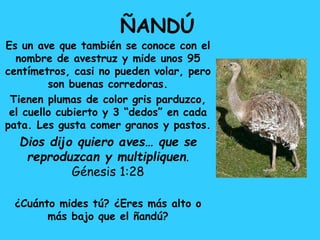 ÑANDÚ
Es un ave que también se conoce con el
nombre de avestruz y mide unos 95
centímetros, casi no pueden volar, pero
son buenas corredoras.
Tienen plumas de color gris parduzco,
el cuello cubierto y 3 “dedos” en cada
pata. Les gusta comer granos y pastos.
Dios dijo quiero aves… que se
reproduzcan y multipliquen.
Génesis 1:28
¿Cuánto mides tú? ¿Eres más alto o
más bajo que el ñandú?
 