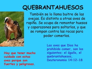 QUEBRANTAHUESOS
También se lo llama buitre de las
ovejas. Es distinto a otras aves de
rapiña. Se ocupa de remontar huesos
y caparazones para soltarlos, y que
se rompan contra las rocas para
poder comerlos.
Las aves que Dios ha
prohibido comer, son las
siguientes: el águila, el
quebrantahuesos,
Deuteronomio 14:12-18
Hay que tener mucho
cuidado con estas
aves porque son
fuertes y peligrosas.
 