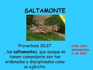 SALTAMONTE
Proverbios 30:27
…los saltamontes, que aunque no
tienen comandante son tan
ordenados y disciplinados como
un ejército.
¿Has visto
saltamontes
ir en fila?
 