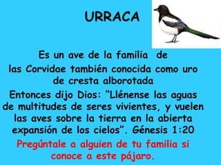 URRACA
Es un ave de la familia de
las Corvidae también conocida como uro
de cresta alborotada
Entonces dijo Dios: “Llénense las aguas
de multitudes de seres vivientes, y vuelen
las aves sobre la tierra en la abierta
expansión de los cielos”. Génesis 1:20
Pregúntale a alguien de tu familia si
conoce a este pájaro.
 