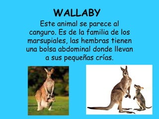 WALLABY
Este animal se parece al
canguro. Es de la familia de los
marsupiales, las hembras tienen
una bolsa abdominal donde llevan
a sus pequeñas crías.
 