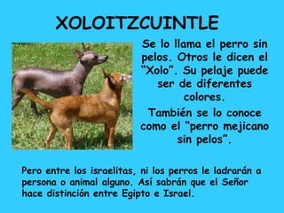 XOLOITZCUINTLE
Se lo llama el perro sin
pelos. Otros le dicen el
“Xolo”. Su pelaje puede
ser de diferentes
colores.
También se lo conoce
como el “perro mejicano
sin pelos”.
Pero entre los israelitas, ni los perros le ladrarán a
persona o animal alguno. Así sabrán que el Señor
hace distinción entre Egipto e Israel.
 
