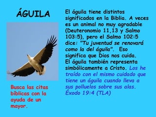ÁGUILA El águila tiene distintos
significados en la Biblia. A veces
es un animal no muy agradable
(Deuteronomio 11,13 y Salmo
103:5), pero el Salmo 102:5
dice: "Tu juventud se renovará
como la del águila". Eso
significa que Dios nos cuida.
El águila también representa
simbólicamente a Cristo. Los he
traído con el mismo cuidado que
tiene un águila cuando lleva a
sus polluelos sobre sus alas.
Éxodo 19:4 (TLA)
Busca las citas
bíblicas con la
ayuda de un
mayor.
 