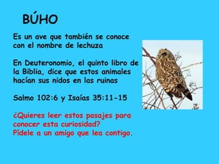 Es un ave que también se conoce
con el nombre de lechuza
En Deuteronomio, el quinto libro de
la Biblia, dice que estos animales
hacían sus nidos en las ruinas
Salmo 102:6 y Isaías 35:11-15
¿Quieres leer estos pasajes para
conocer esta curiosidad?
Pídele a un amigo que lea contigo.
BÚHO
 