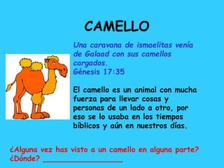 CAMELLO
Una caravana de ismaelitas venía
de Galaad con sus camellos
cargados.
Génesis 17:35
El camello es un animal con mucha
fuerza para llevar cosas y
personas de un lado a otro, por
eso se lo usaba en los tiempos
bíblicos y aún en nuestros días.
¿Alguna vez has visto a un camello en alguna parte?
¿Dónde? _________________
 