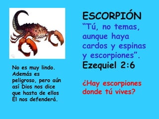 ESCORPIÓN
“Tú, no temas,
aunque haya
cardos y espinas
y escorpiones”.
Ezequiel 2:6
¿Hay escorpiones
donde tú vives?
No es muy lindo.
Además es
peligroso, pero aún
así Dios nos dice
que hasta de ellos
Él nos defenderá.
 