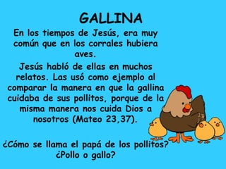 En los tiempos de Jesús, era muy
común que en los corrales hubiera
aves.
Jesús habló de ellas en muchos
relatos. Las usó como ejemplo al
comparar la manera en que la gallina
cuidaba de sus pollitos, porque de la
misma manera nos cuida Dios a
nosotros (Mateo 23,37).
¿Cómo se llama el papá de los pollitos?
¿Pollo o gallo?
GALLINA
 