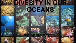 DIVESITY IN OUR
OCEANS

BY: ABBIE PATE

 