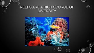 REEFS ARE A RICH SOURCE OF
DIVERSITY

 