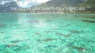 THE OCEAN CONTAINS OVER 470 SPECIES
OF SHARKS ALONE

 