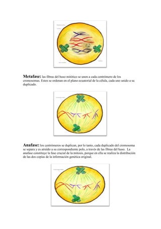 Metafase: las fibras del huso mitótico se unen a cada centrómero de los
cromosomas. Estos se ordenan en el plano ecuatorial de la célula, cada uno unido a su
duplicado.

Anafase: los centrómeros se duplican, por lo tanto, cada duplicado del cromosoma
se separa y es atraído a su correspondiente polo, a través de las fibras del huso. La
anafase constituye la fase crucial de la mitosis, porque en ella se realiza la distribución
de las dos copias de la información genética original.

 