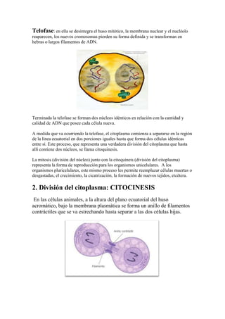 Telofase: en ella se desintegra el huso mitótico, la membrana nuclear y el nucléolo
reaparecen, los nuevos cromosomas pierden su forma definida y se transforman en
hebras o largos filamentos de ADN.

Terminada la telofase se forman dos núcleos idénticos en relación con la cantidad y
calidad de ADN que posee cada célula nueva.
A medida que va ocurriendo la telofase, el citoplasma comienza a separarse en la región
de la línea ecuatorial en dos porciones iguales hasta que forma dos células idénticas
entre sí. Este proceso, que representa una verdadera división del citoplasma que hasta
allí contiene dos núcleos, se llama citoquinesis.
La mitosis (división del núcleo) junto con la citoquineis (división del citoplasma)
representa la forma de reproducción para los organismos unicelulares. A los
organismos pluricelulares, este mismo proceso les permite reemplazar células muertas o
desgastadas, el crecimiento, la cicatrización, la formación de nuevos tejidos, etcétera.

2. División del citoplasma: CITOCINESIS
En las células animales, a la altura del plano ecuatorial del huso
acromático, bajo la membrana plasmática se forma un anillo de filamentos
contráctiles que se va estrechando hasta separar a las dos células hijas.

 