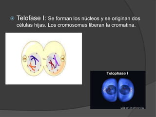  Telofase I: Se forman los núcleos y se originan dos
células hijas. Los cromosomas liberan la cromatina.
 