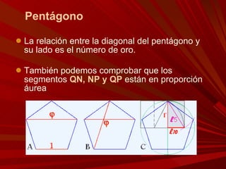 Pentágono  La relación entre la diagonal del pentágono y su lado es el número de oro. También podemos comprobar que los segmentos  QN, NP y QP  están en proporción áurea 