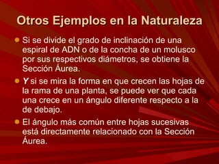 Otros Ejemplos en la Naturaleza Si se divide el grado de inclinación de una espiral de ADN o de la concha de un molusco por sus respectivos diámetros, se obtiene la Sección Áurea. Y  si se mira la forma en que crecen las hojas de la rama de una planta, se puede ver que cada una crece en un ángulo diferente respecto a la de debajo.  El ángulo más común entre hojas sucesivas está directamente relacionado con la Sección Áurea. 
