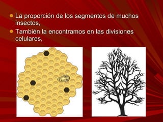 La proporción de los segmentos de muchos insectos,  También la encontramos en las divisiones celulares,  
