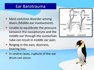 Ear Barotrauma
 Most common disorder among
divers (Middle ear involvement).
 Unable to equilibrate the pressure
between the nasopharynx and the
middle ear through the eustachian
tube can result in middle ear pain.
 Ringing in the ears, dizziness,
hearing loss.
 In severe cases, rupture of the ear
drum can occur.
 