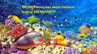 PROMO Diving Raja Ampat Indonesia
Booking SEKARANG!!!
0812 9393 9797
Divingrajaampatindonesia.com
 