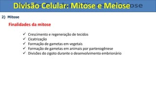 2) Mitose
Finalidades da mitose
 Crescimento e regeneração de tecidos
 Cicatrização
 Formação de gametas em vegetais
 Formação de gametas em animais por partenogênese
 Divisões do zigoto durante o desenvolvimento embrionário
Divisão Celular: Mitose e Meiose
 