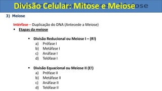 3) Meiose
Intérfase – Duplicação do DNA (Antecede a Meiose)
 Etapas da meiose
 Divisão Reducional ou Meiose I – (R!)
a) Prófase I
b) Metáfase I
c) Anáfase I
d) Telófase I
 Divisão Equacional ou Meiose II (E!)
a) Prófase II
b) Metáfase II
c) Anáfase II
d) Telófase II
Divisão Celular: Mitose e Meiose
 