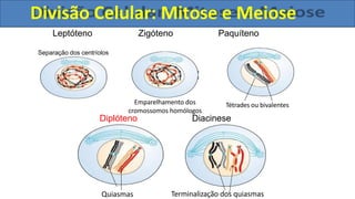 Emparelhamento dos
cromossomos homólogos
Tétrades ou bivalentes
Leptóteno Zigóteno Paquíteno
Separação dos centríolos
Quiasmas
Diplóteno Diacinese
Terminalização dos quiasmas
Divisão Celular: Mitose e Meiose
 
