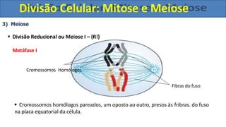 3) Meiose
 Divisão Reducional ou Meiose I – (R!)
Metáfase I
Cromossomos Homólogos
Fibras do fuso
 Cromossomos homólogos pareados, um oposto ao outro, presos às fribras. do fuso
na placa equatorial da célula.
Divisão Celular: Mitose e Meiose
 