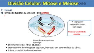 3) Meiose
4) Divisão Reducional ou Meiose I – (R!) Anáfase
I
A Segregação
Independente dos
homólogos
Promove variabilidade
genética
 Encurtamento das fibras do fuso.
 Cromossomos homólogos se separam, indo cada um para um lado da célula.
 Não ocorre divisão do centrômero!
Divisão Celular: Mitose e Meiose
Separação de cromossomos
homólogos
duplicados
 