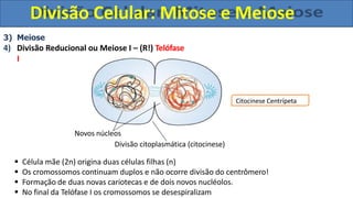 3) Meiose
4) Divisão Reducional ou Meiose I – (R!) Telófase
I
Novos núcleos
Divisão citoplasmática (citocinese)
 Célula mãe (2n) origina duas células filhas (n)
 Os cromossomos continuam duplos e não ocorre divisão do centrômero!
 Formação de duas novas cariotecas e de dois novos nucléolos.
 No final da Telófase I os cromossomos se desespiralizam
Citocinese Centrípeta
Divisão Celular: Mitose e Meiose
 