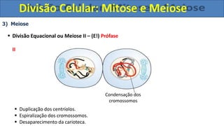 3) Meiose
 Divisão Equacional ou Meiose II – (E!) Prófase
II
Condensação dos
cromossomos
 Duplicação dos centríolos.
 Espiralização dos cromossomos.
 Desaparecimento da carioteca.
Divisão Celular: Mitose e Meiose
 