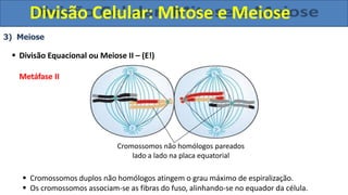 3) Meiose
 Divisão Equacional ou Meiose II – (E!)
Metáfase II
Cromossomos não homólogos pareados
lado a lado na placa equatorial
 Cromossomos duplos não homólogos atingem o grau máximo de espiralização.
 Os cromossomos associam-se as fibras do fuso, alinhando-se no equador da célula.
Divisão Celular: Mitose e Meiose
 