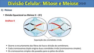 3) Meiose
 Divisão Equacional ou Meiose II – (E!)
Anáfase II
Separação das cromátides irmãs
 Ocorre o encurtamento das fibras do fuso e divisão do centrômero.
 Cada cromossomos duplo origina duas cromátides irmãs (cromossomos simples).
 Os cromossomos simples são puxados para os pólos da célula.
Divisão Celular: Mitose e Meiose
 