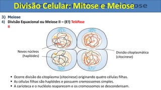 3) Meiose
4) Divisão Equacional ou Meiose II – (E!) Telófase
II
 Ocorre divisão do citoplasma (citocinese) originando quatro células filhas.
 As células filhas são haplóides e possuem cromossomos simples.
 A carioteca e o nucléolo reaparecem e os cromossomos se descondensam.
Novos núcleos
(haplóides)
Divisão citoplasmática
(citocinese)
Divisão Celular: Mitose e Meiose
 