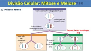 Cromossomos Homólogos Célula (2n)
Duplicação dos
cromossomos
Cromossomos
homólogos duplos
Separação dos homólogos
(R!)
Separação
das
Cromátides
(E!)
3) Meiose x Mitose
Separação
das
Cromátides
(E!)
Divisão Celular: Mitose e Meiose
 