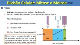 2) Mitose
 Intérfase: Fase que precede qualquer divisão celular.
 Ocorre a duplicação do DNA e a formação de cromossomos duplos.
Possui três subfases:
G1 : pré-síntese (cromossomos simples)
S : Síntese de DNA
G2: Pós-síntese (cromossomos duplos)
Quantidade
de
DNA
G1 S
Fases do ciclo celular
Alguns autores abordam também a fase
G0, anterior a fase G1, período em que a
célula permanece em repouso, até que
algum estímulo a faça entrar em divisão.
Divisão Celular: Mitose e Meiose
G2
 