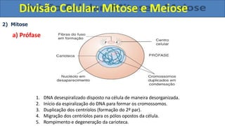 2) Mitose
a) Prófase
1. DNA desespiralizado disposto na célula de maneira desorganizada.
2. Início da espiralização do DNA para formar os cromossomos.
3. Duplicação dos centríolos (formação do 2º par).
4. Migração dos centríolos para os pólos opostos da célula.
5. Rompimento e degeneração da carioteca.
Divisão Celular: Mitose e Meiose
 