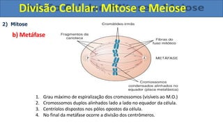 2) Mitose
b) Metáfase
1. Grau máximo de espiralização dos cromossomos (visíveis ao M.O.)
2. Cromossomos duplos alinhados lado a lado no equador da célula.
3. Centríolos dispostos nos pólos opostos da célula.
4. No final da metáfase ocorre a divisão dos centrômeros.
Divisão Celular: Mitose e Meiose
 