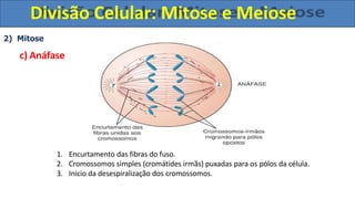 2) Mitose
c) Anáfase
1. Encurtamento das fibras do fuso.
2. Cromossomos simples (cromátides irmãs) puxadas para os pólos da célula.
3. Início da desespiralização dos cromossomos.
Divisão Celular: Mitose e Meiose
 