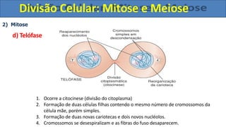 2) Mitose
d) Telófase
1. Ocorre a citocinese (divisão do citoplasma)
2. Formação de duas células filhas contendo o mesmo número de cromossomos da
célula mãe, porém simples.
3. Formação de duas novas cariotecas e dois novos nucléolos.
4. Cromossomos se desespiralizam e as fibras do fuso desaparecem.
Divisão Celular: Mitose e Meiose
 