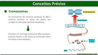 Os cromossomos são estruturas compostas de DNA e
proteínas presentes no núcleo das células, que
carregam as informações genéticas hereditárias.
Proteína
histona
Condensação
Cromossomo
DNA
Conceitos Prévios
Cromossomos
Consistem em uma longa molécula de DNA associada a
proteínas histonas e são visíveis ao microscópio óptico
em células na fase metafásica.
 