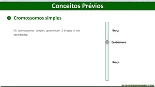 Conceitos Prévios
Cromossomos simples
Os cromossomos simples apresentam 2 braços e um
centrômero
Centrômero
Braço
Braço
 
