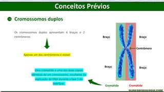 Conceitos Prévios
Cromossomos duplos
Os cromossomos duplos apresentam 4 braços e 2
centrômeros
Apenas um dos centrômeros é visível
Uma cromátide é uma das duas cópias
idênticas de um cromossomo, resultante da
replicação do DNA durante a fase S da
interfase.
Centrômero
Braço
Braço
Cromátide
Braço
Braço
Cromátide
 