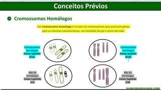 Cromossomos
homólogos
Célula diplóide
(2n)s
Cromossomos
homólogos
Célula diplóide
(2n)d
Não há
homólogos
Célula haplóide
(n)d
Não há
homólogos
Célula haplóide
(n)s
Conceitos Prévios
Cromossomos Homólogos
Um cromossomo homólogo é um par de cromossomos que possuem genes
para as mesmas características, um herdado do pai e outro da mãe.
 