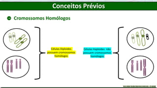 Conceitos Prévios
Cromossomos Homólogos
Células Diploides
possuem cromossomos
homólogos
Células Haploides não
possuem cromossomos
homólogos
 