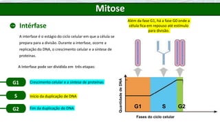 Mitose
Intérfase
A interfase é o estágio do ciclo celular em que a célula se
prepara para a divisão. Durante a interfase, ocorre a
replicação do DNA, o crescimento celular e a síntese de
proteínas.
A interfase pode ser dividida em três etapas:
G1
S
G2
Crescimento celular e a síntese de proteínas
Início da duplicação de DNA
Fim da duplicação do DNA
Quantidade
de
DNA
Fases do ciclo celular
G1 S G2
Além da fase G1, há a fase G0 onde a
célula fica em repouso até estímulo
para divisão.
 